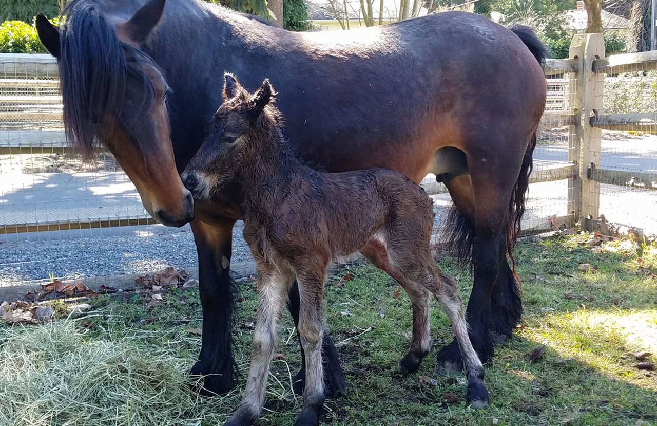 Bracken watches over baby pony Zara, who was born at the MI Funny Farm on March 15. Photo via Facebook