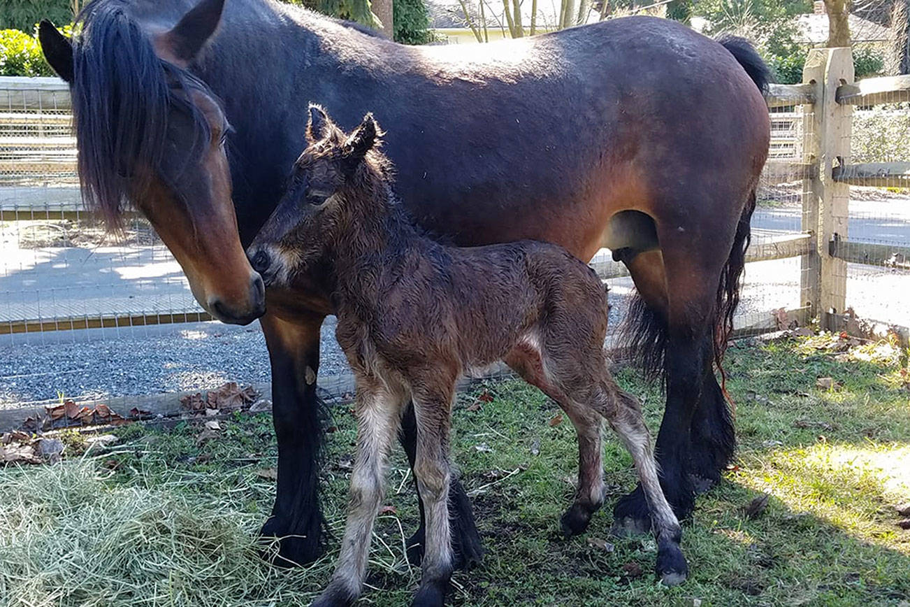 MI Funny Farm welcomes baby pony