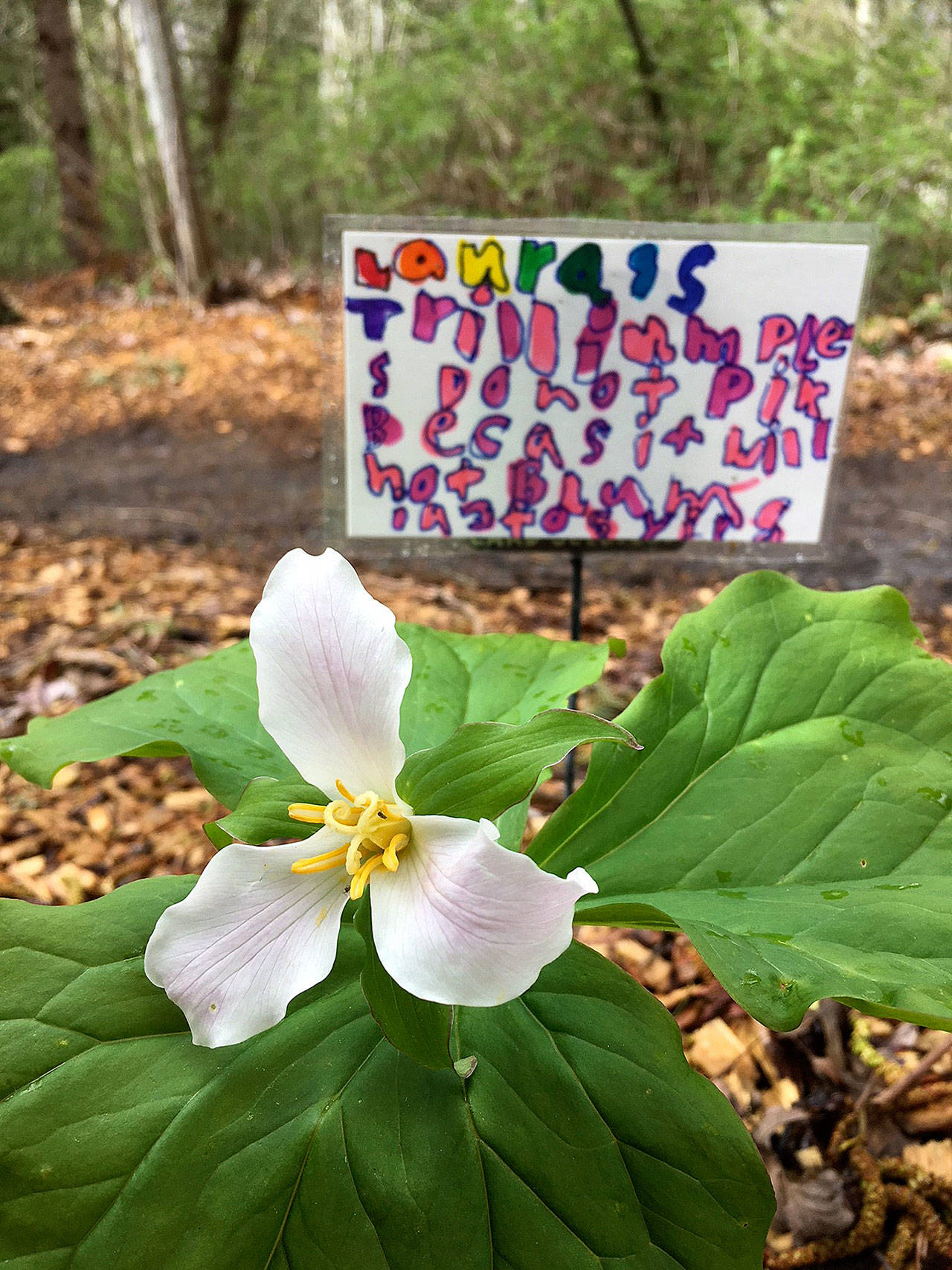 Laura Drake adopted these trillium plants for their protection. Photo courtesy of Linda Anchondo