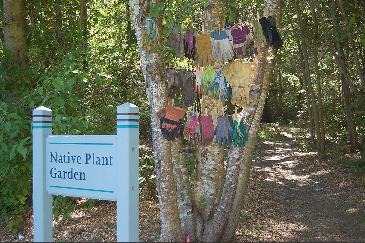 Pairs of work gloves hang in the Mercerdale Park Native Plant Garden, representing over 500 hours of labor donated by volunteers to restore, replant, maintain, and share this “secret garden” located north of the Skate Park, between a wetland and the paved Circular Path. Photo courtesy of Patrick Daugherty