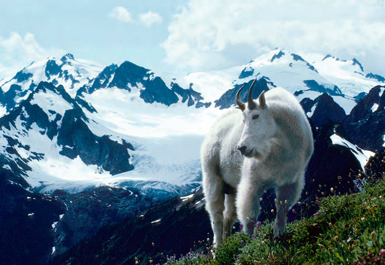 Olympic National Park to start capturing mountain goats this summer