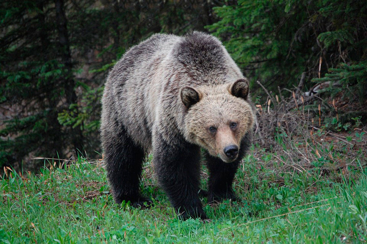 Grizzly bears used to live all across Washington state until human density drove them away within the last 200 years.