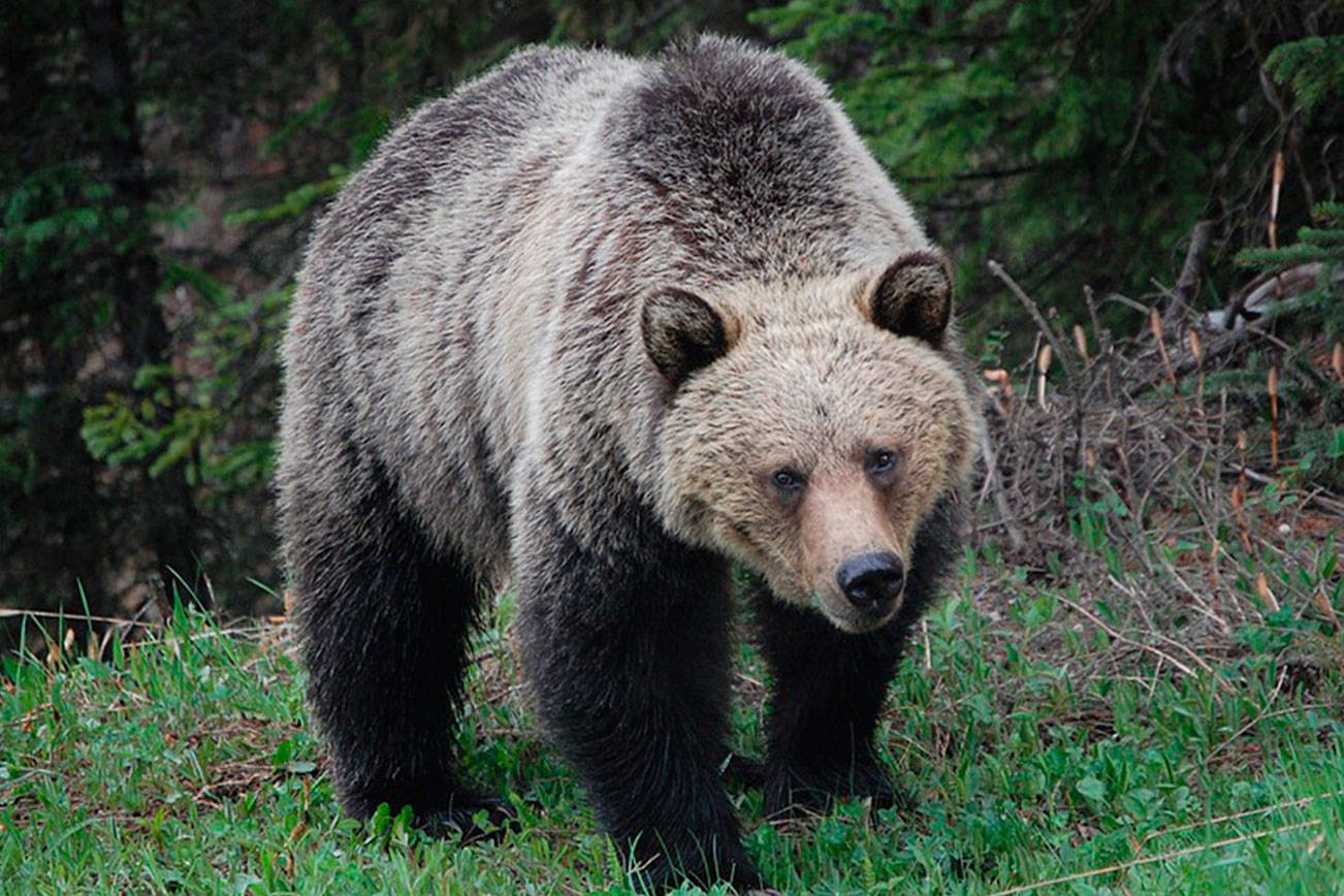 New study confirms historical presence of grizzlies in Washington