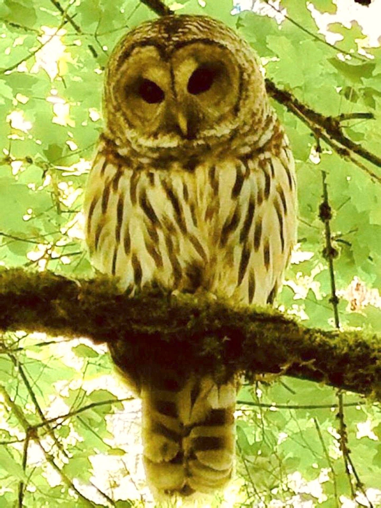 This barred owl has been sighted repeatedly in Pioneer Park. Photo courtesy of city of Mercer Island