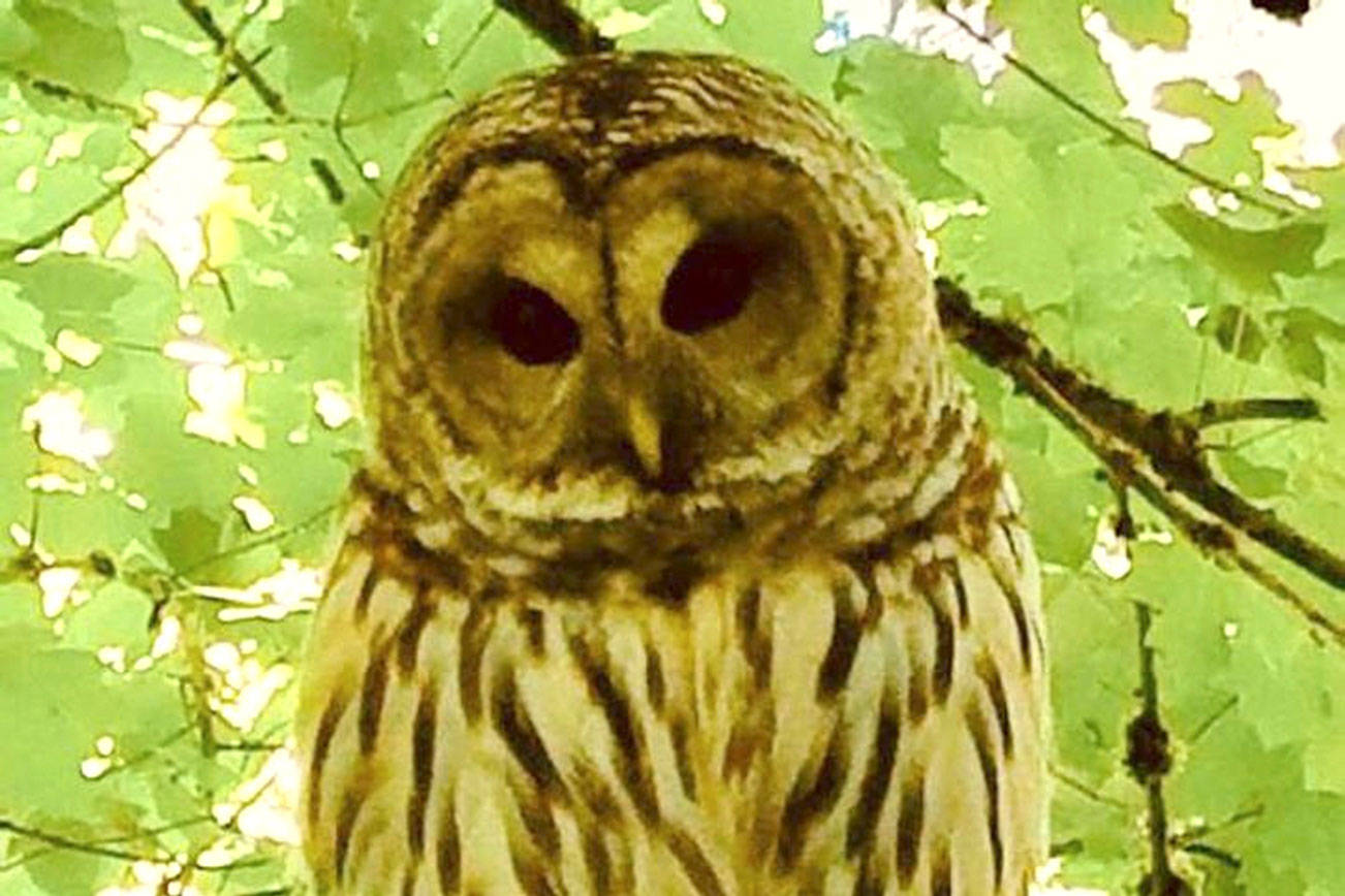 Aggressive owls in Pioneer Park, city of Mercer Island warns