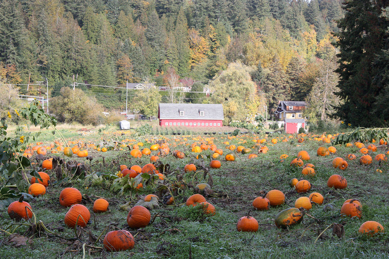 Where to pick up a pumpkin this October