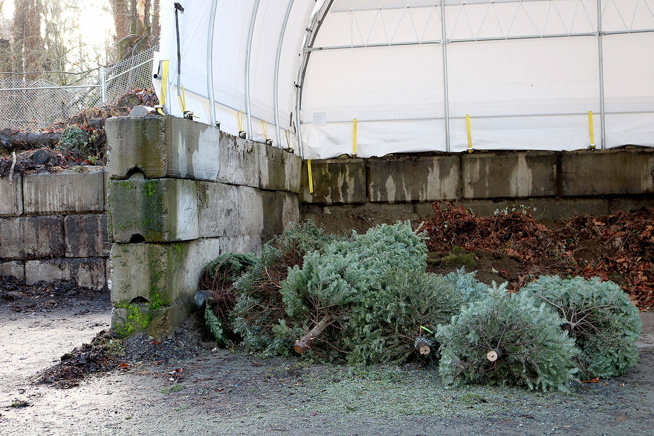 Mercer Island offers holiday tree recycling options
