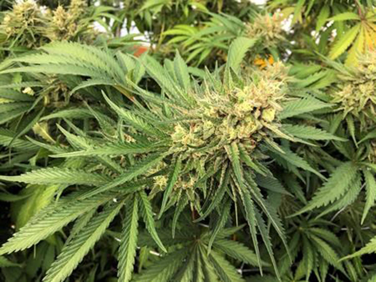 Bill proposed in support of marijuana in schools