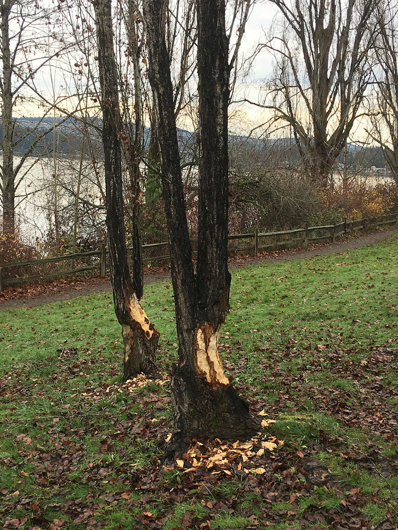 Beaver activity was noticed at Luther Burbank Park last month. Photo courtesy of An Tootill