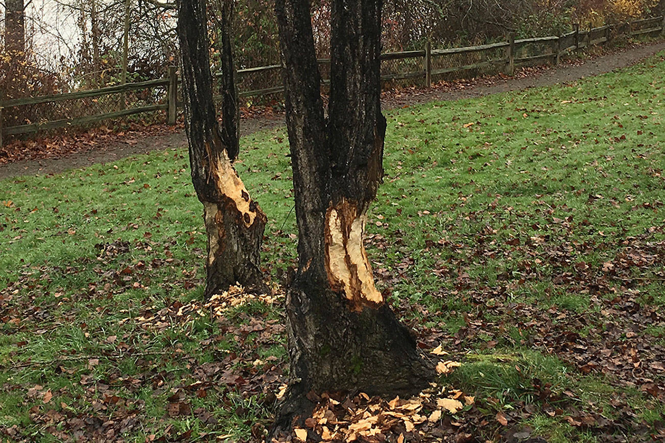 Beavers are active in Mercer Island’s Luther Burbank Park