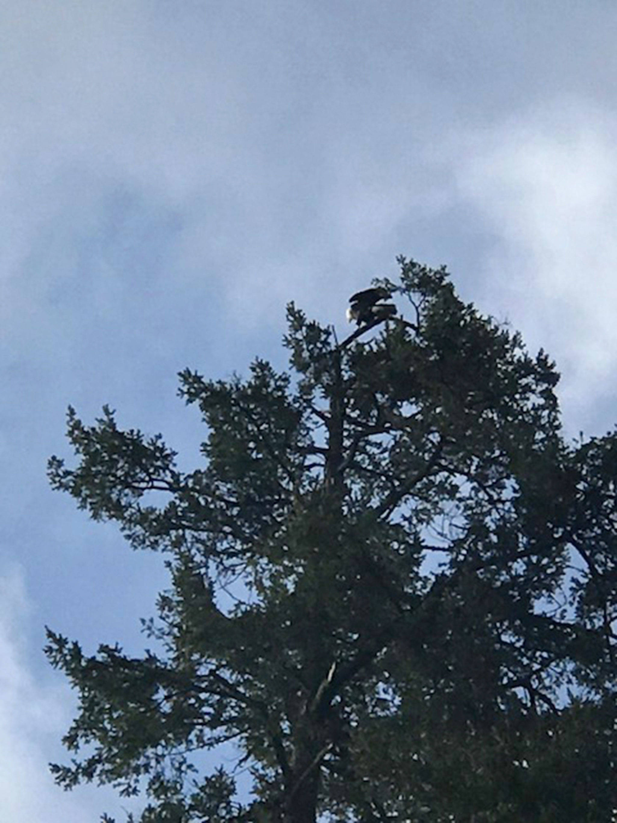 An eagle perches in the tree at 4825 E. Mercer Way, where a new single family home plan has concerned neighbors. Photo courtesy of Gerry Kaelin