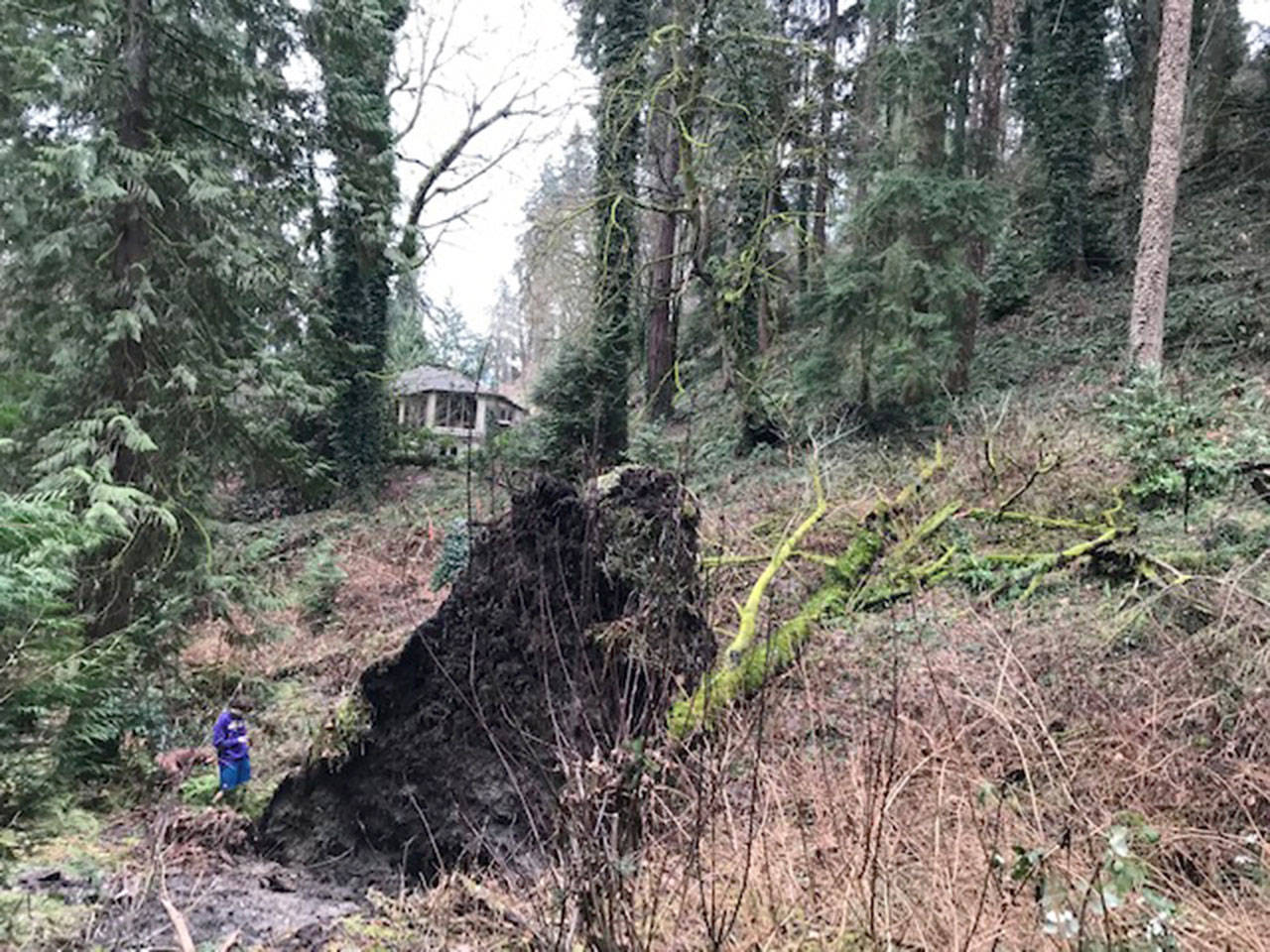 Several trees fell during February’s snow storms in the wetlands near 4825 E. Mercer Way, where a new single family home is planned. Neighbors are concerned about the environmental impacts of development on the lot, which also contains an “eagle tree.” The child in the photo is six feet tall. Photo courtesy of Gerry Kaelin