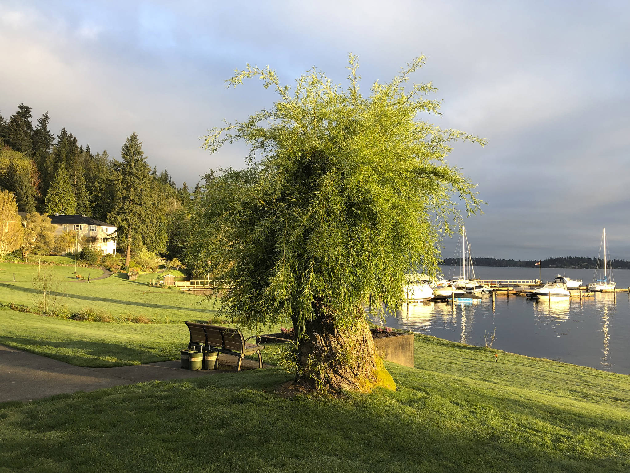 This willow tree had recently fallen and was only a stump. Now new life has grown where all hope had seemed lost. Photo by Greg Asimakoupoulos