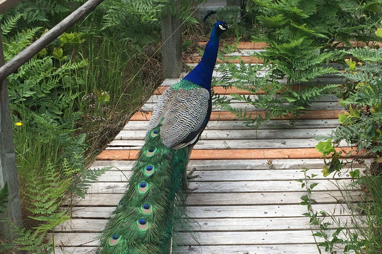 Peacocks roam the neighborhood of Beards Cove in sportswriter Shaun Scott’s childhood hometown of Belfair. Shaun Scott/staff photo