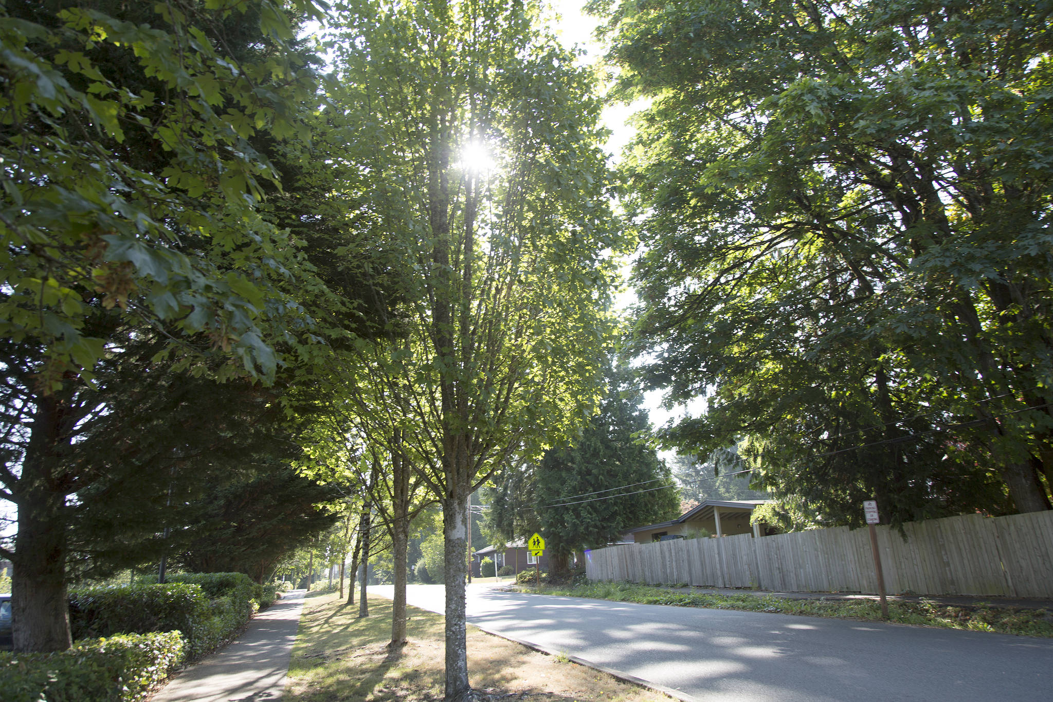 Trees line 92nd Avenue Southeast on Mercer Island.There are new rules surrounding the removal of trees in critical areas, outside of a proposed construction or subdivision, on the Island. Ashley Hiruko/staff photo