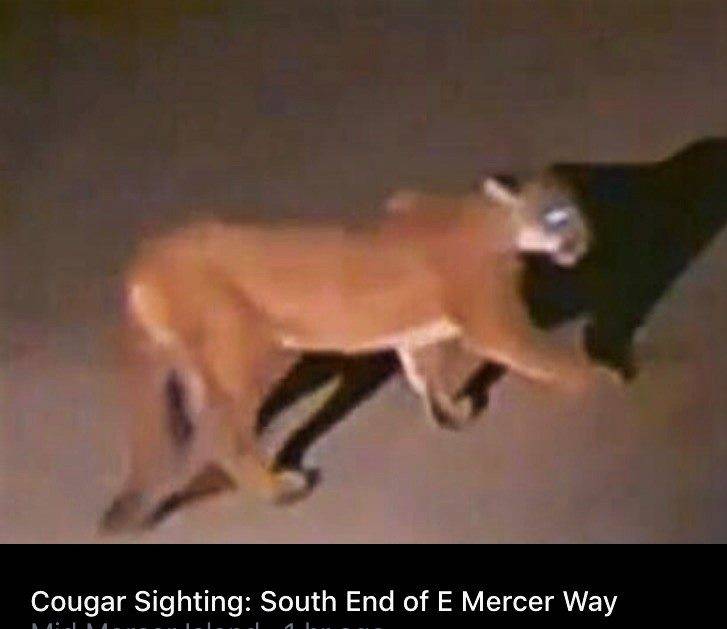 Photo courtesy of City of Mercer Island                                A cougar was captured by security footage on Aug. 5.