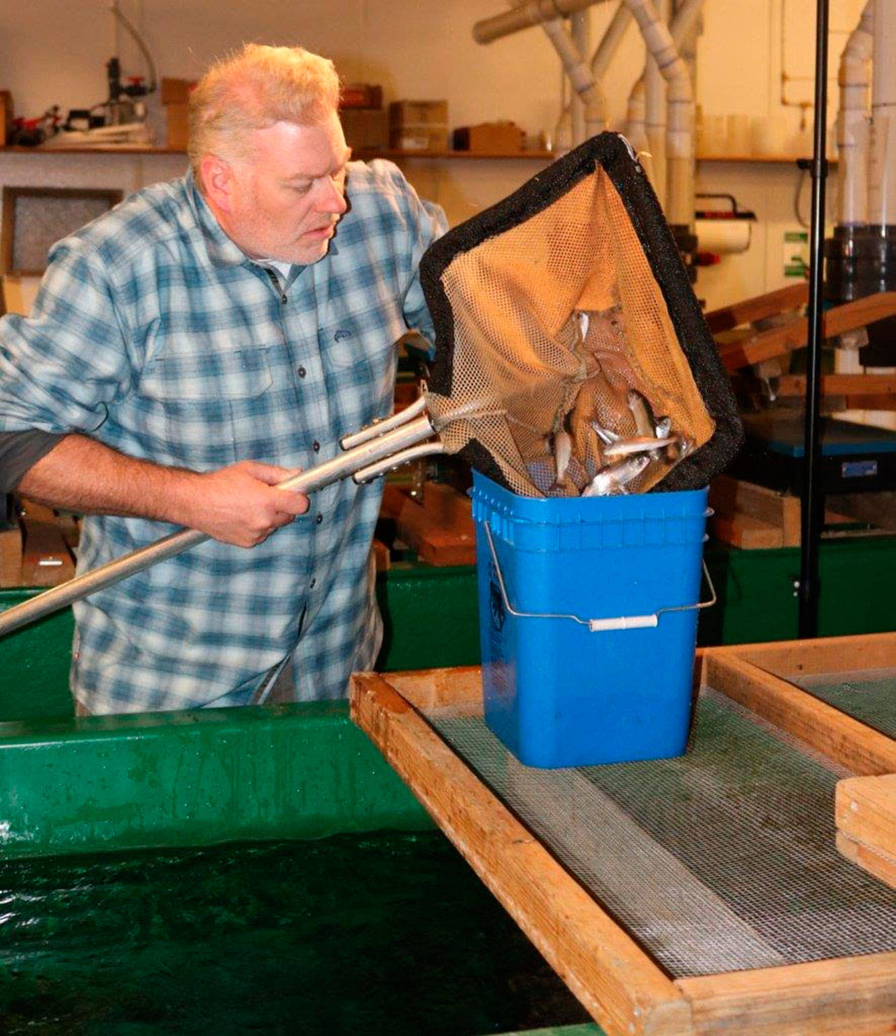 Dan Lantz, a King County biologist, places juvenile Lake Sammamish kokanee into a bucket before they were flown from Renton to Orcas Island as part of a recovery project. Contributed by King County