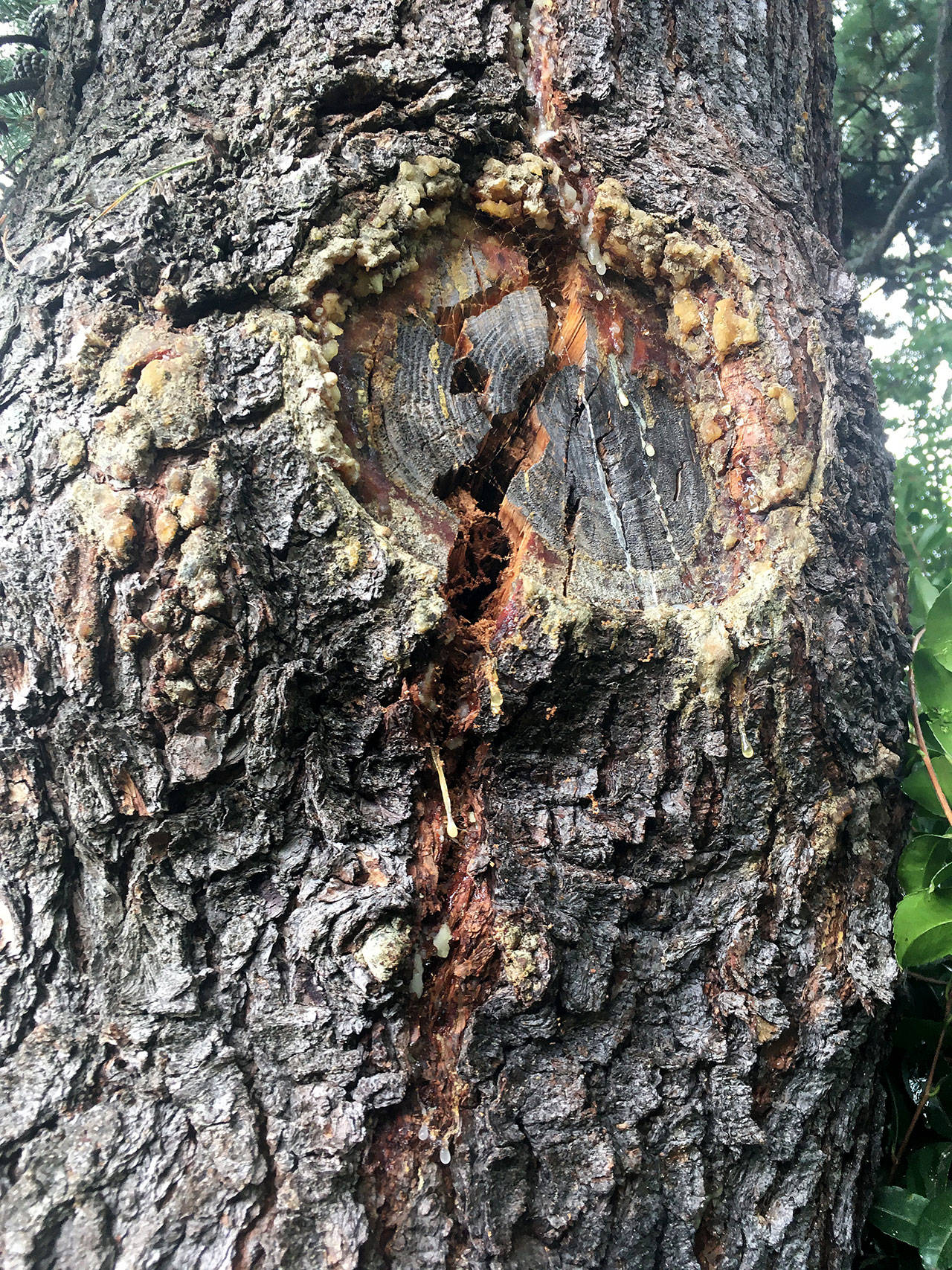 A tree with a stress crack.