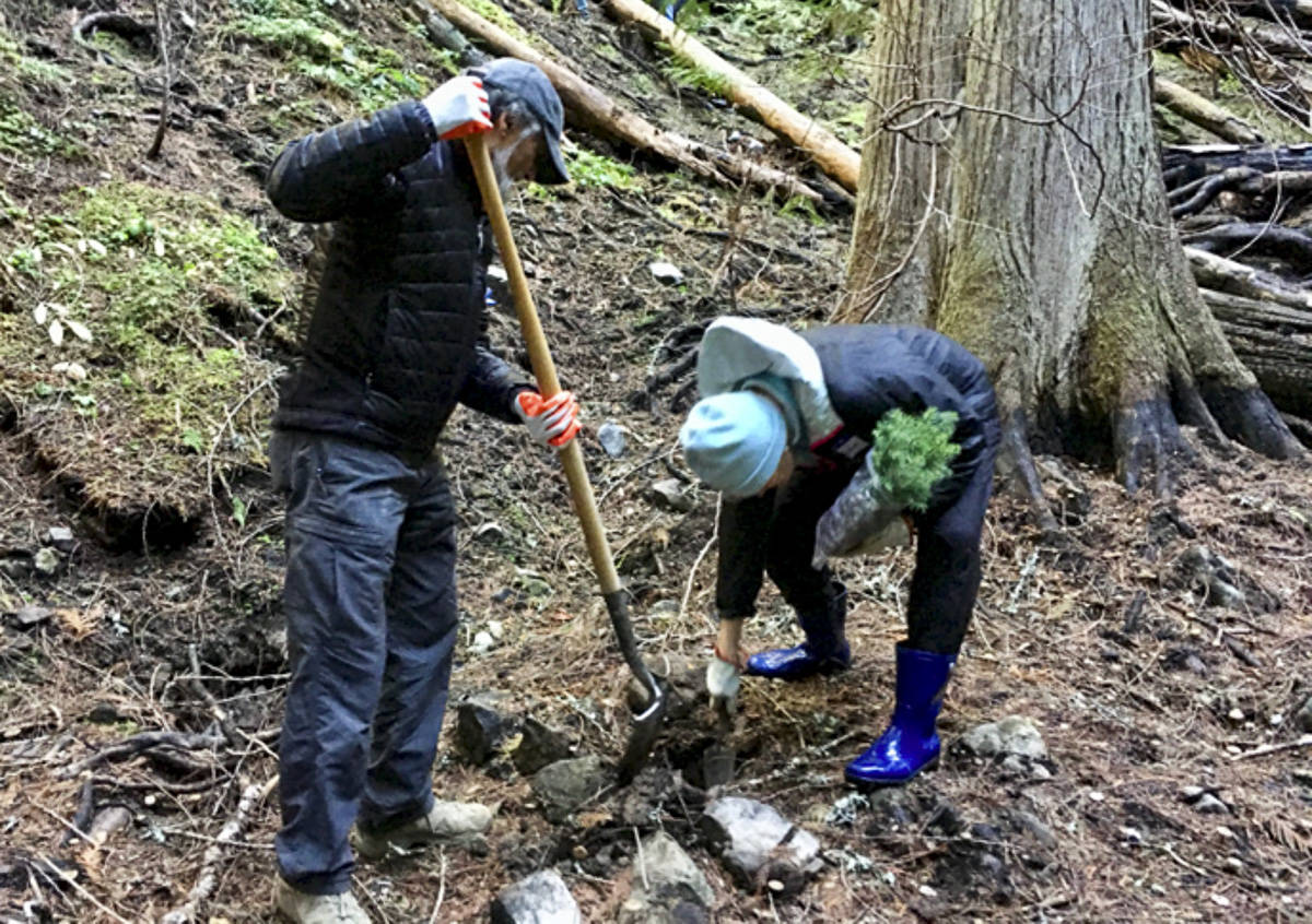 Courtesy photo                                Yogi Agrawal and Mercer Island rotarian Vivian Stumbles plant trees during a Rotary Club event Oct. 27 on Mount Baker.