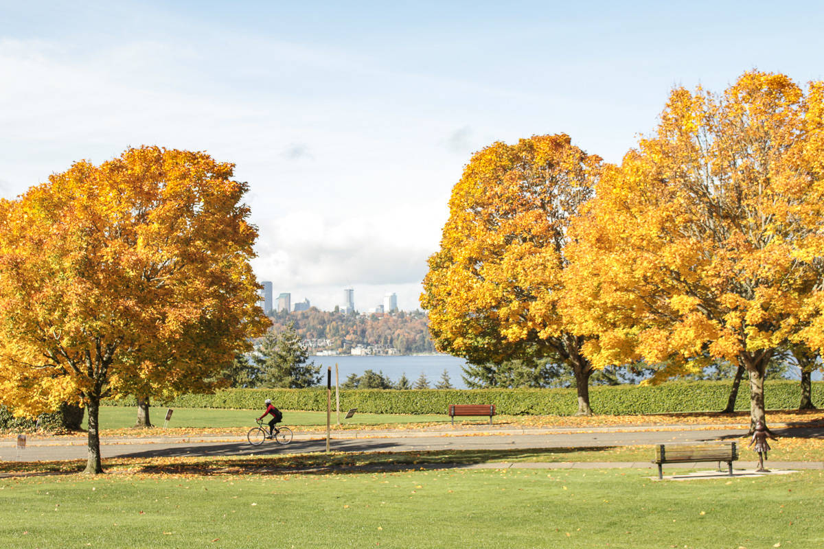 Aubrey Davis Park on Mercer Island in fall. Natalie DeFord/staff photo