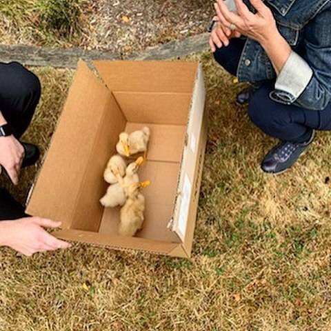 On Aug. 9, some stray ducklings paid a visit to a Mercer Island homeowner, waddling across the street and into the yard. The mother duck had been seen with the ducklings within the last month, but not on this day. A Mercer Island police officer was on the scene to help and called numerous resources, but couldn’t find the ducklings a safe new home. Luckily the homeowner volunteered to temporarily take in the ducklings and said she would find a friend with a farm/lake property for their new abode. Photo courtesy of the Mercer Island Police Department Facebook page