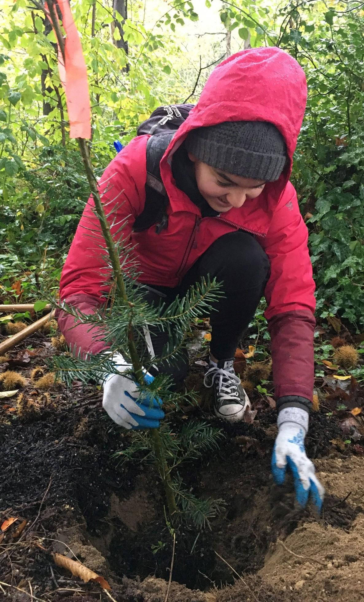 The city and EarthCorps will hold a small, socially distanced Arbor Day event on Oct. 17. Courtesy of the city of Mercer Island