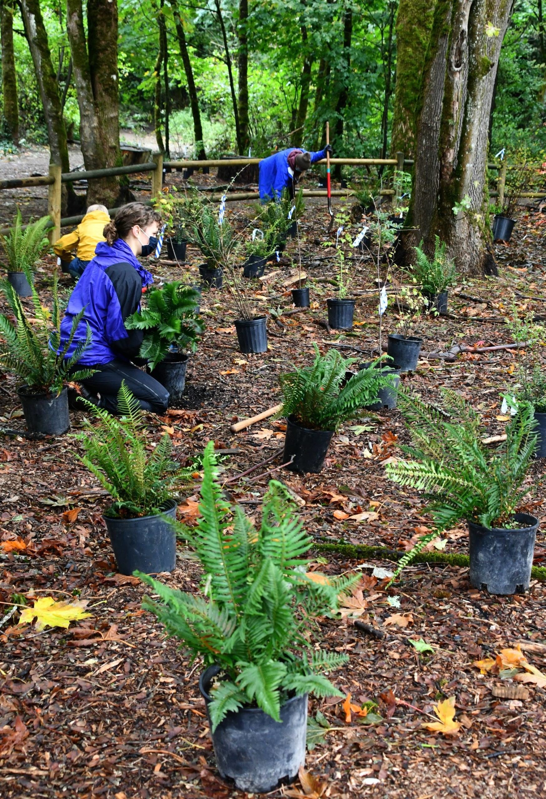 Volunteers participate in planting during a small, socially distanced Arbor Day event on Oct. 17 at Pioneer Park. The city teamed with EarthCorps for the city’s third annual Arbor Day celebration. Andy Nystrom/ Reporter