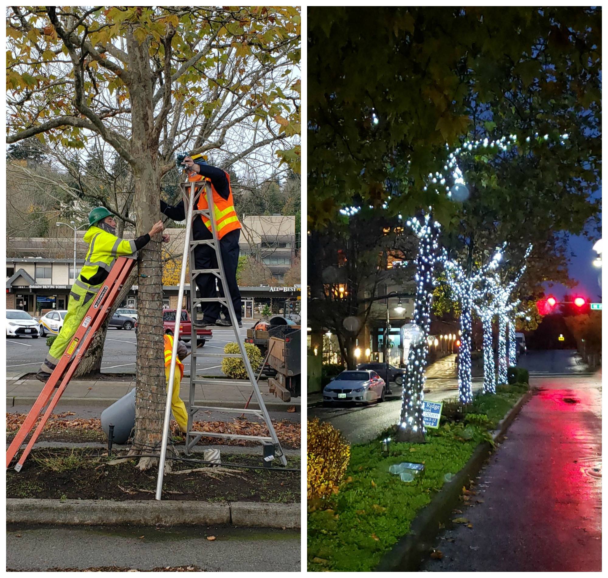 City crews installed lights in the trees in the medians along 78th Avenue from Southeast 27th Street to Mercerdale Park on Nov. 14. The Illuminate MI volunteer set-up event was canceled that day due to COVID concerns. The city is still looking for sponsors and donors to help cover the purchase of lights and other items. Interested residents and organizations can call 206-275-7626 or email miparks@mercerisland.gov through Nov. 25. The city will soon be putting up lights in Mercerdale Park and the Sculpture Gallery. For details, visit: <a href="https://letstalk.mercergov.org/illuminate-mi" target="_blank">https://letstalk.mercergov.org/illuminate-mi</a>. Photos courtesy of the city of Mercer Island