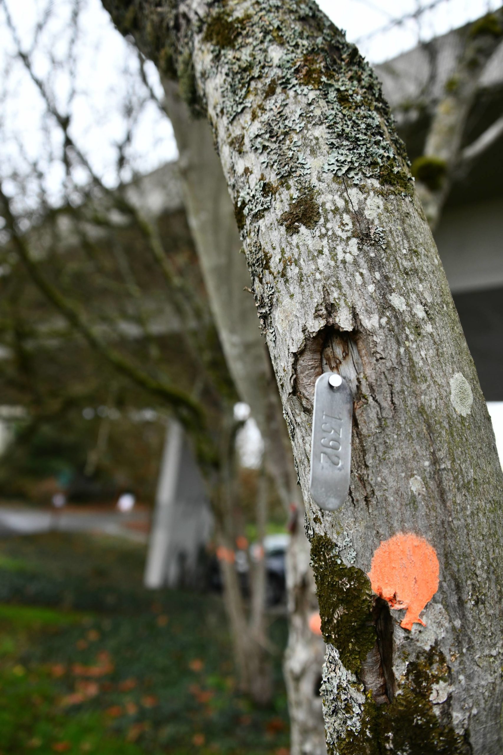 A city tree-risk assessor marked trees for removal along the Aubrey Davis Park corridor. Andy Nystrom/ staff photo