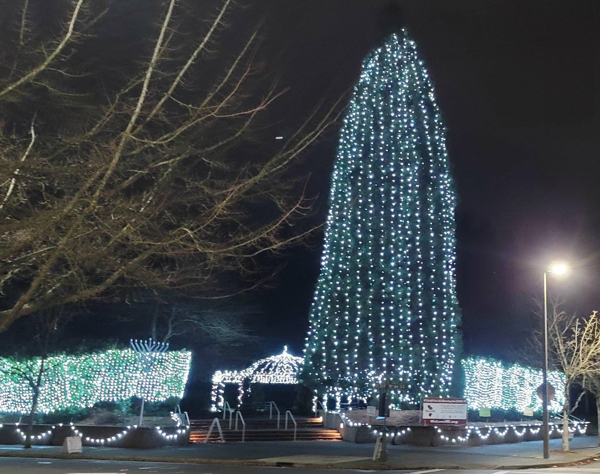 Lights abound on the Mercerdale Park massive sequoia tree, hedges and pergola. Courtesy photo