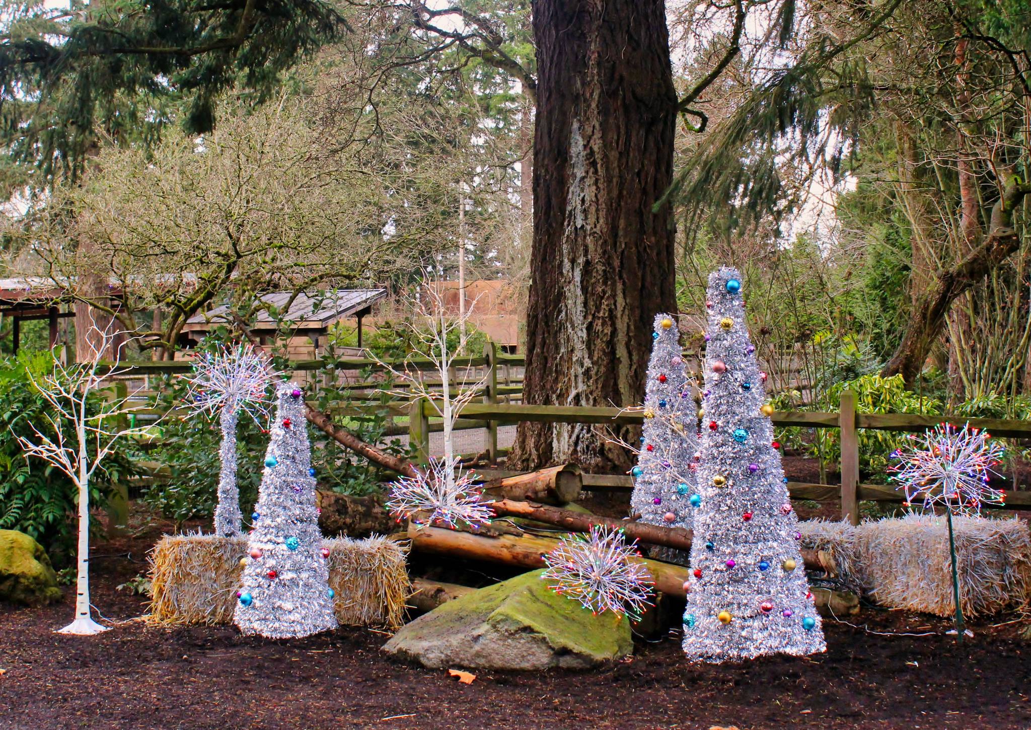 The MI Funny Farm, located on Island Crest Way, decorated for Halloween and now Christmas. “It is delightful!” said one resident. The farm is privately owned and home to six horses, according to its Facebook page. Courtesy photo