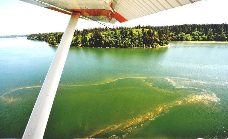 Budd Inlet, June 2018. Lisa Dennis-Perez, environmental planning and communications director for LOTT, said that estimates from the state thought roughly half of all nitrogen in Budd Inlet came from the wastewater discharge before LOTT was upgraded in the 1990s. Photo courtesy of Department of Ecology