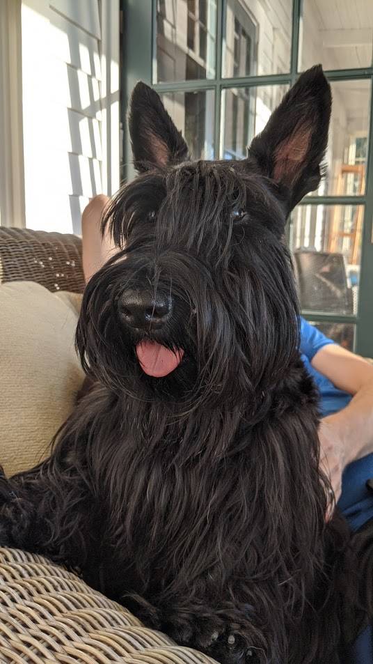 Wilson, a Scottish terrier, has been missing from his Mercer Island home since Nov. 10, 2020. Courtesy photo