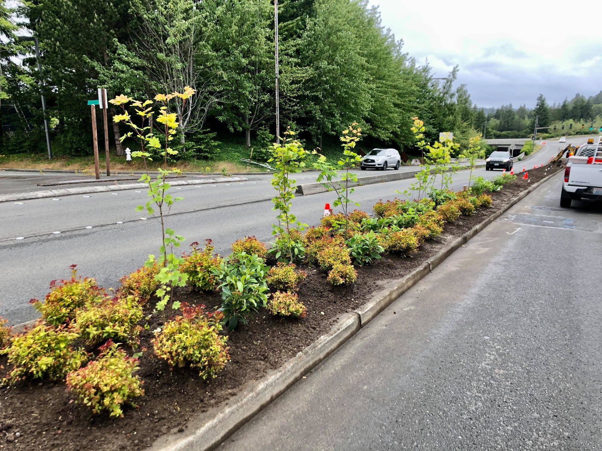 City crews recently repaired irrigation, added more than 50 yards of soil and planted nearly 2,000 plants within the median of Island Crest Way. Photo courtesy of the City of Mercer Island