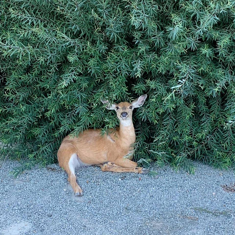 This deer found on West Mercer Way sustained extensive injuries and had to be dispatched, according to the city of Mercer Island. Photo courtesy of the city of Mercer Island