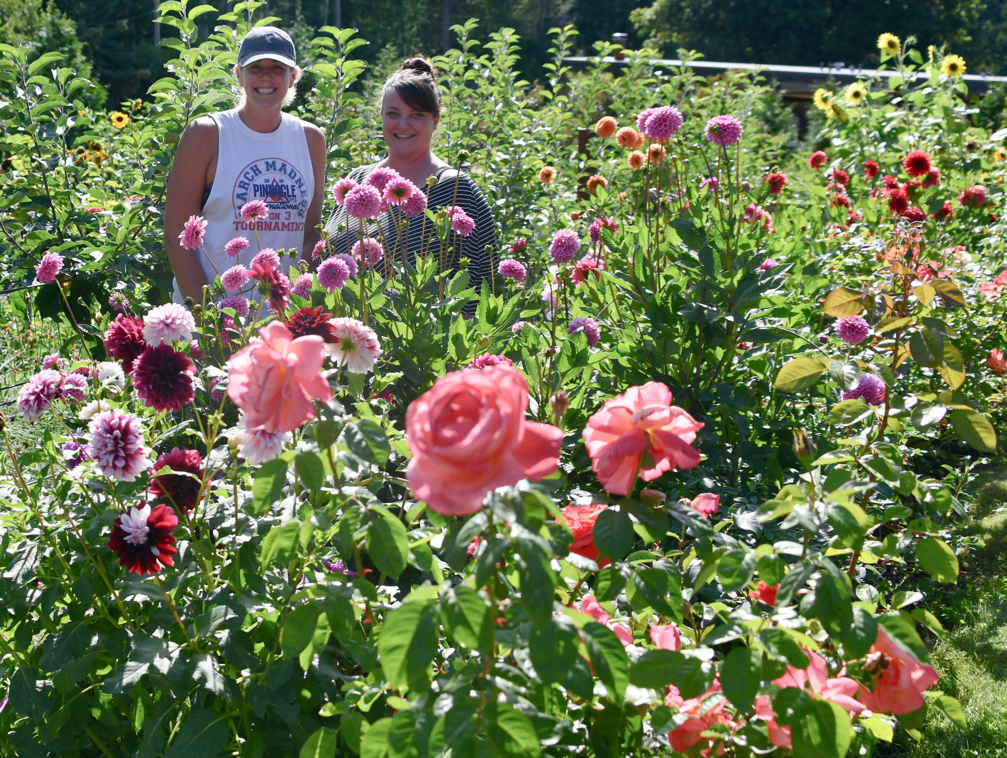 From left, Carly Fromdahl, caretaker of the MI Funny Farm, and Amy Green, owner of KIKA Flower Farm. Andy Nystrom/ staff photo