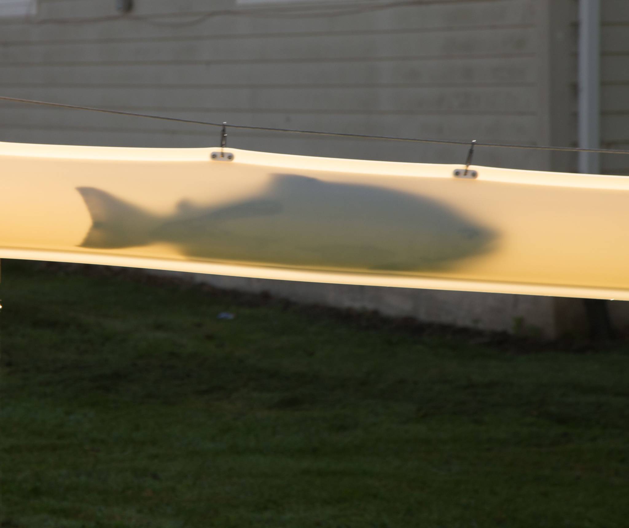 A Chinook salmon is transported through one of Whooshh Innovations’ migrator tubes in its Passage Portal. Courtesy photo