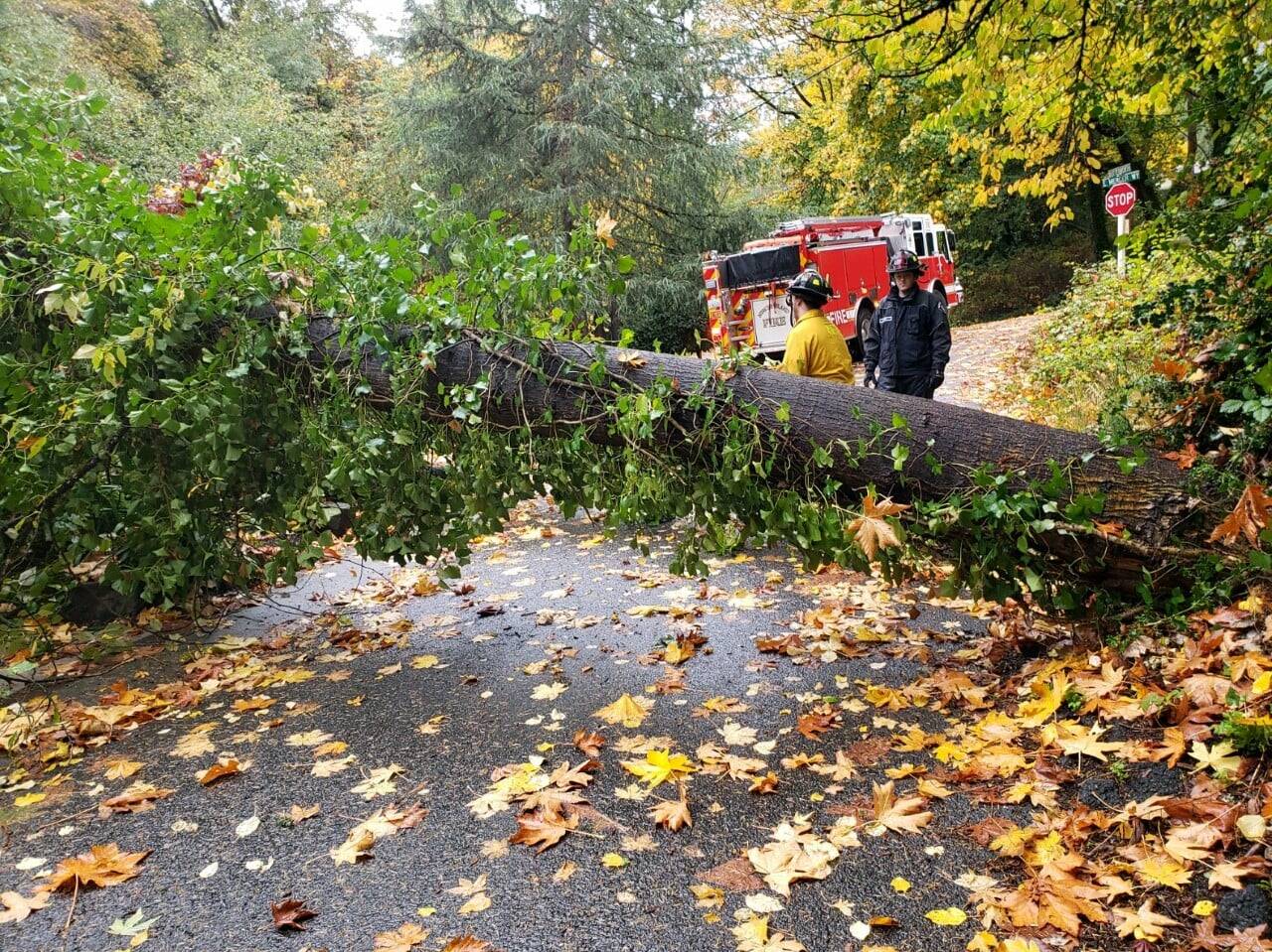 Stormy weather downed many Island trees over the weekend of Oct. 23-24. There were no injuries, according to the city. Photo courtesy of the Mercer Island Fire Department