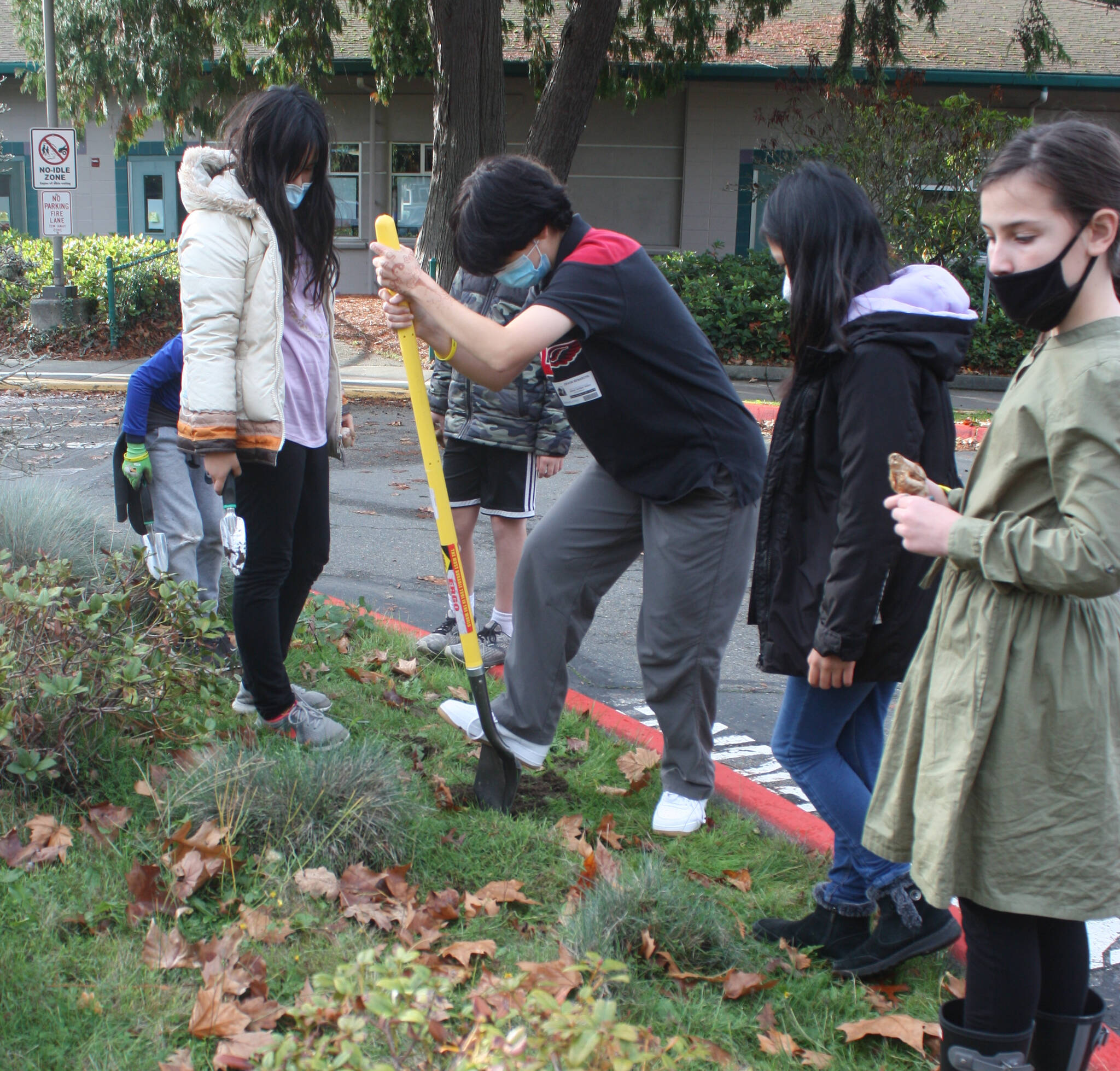 Mercer Island High School’s Devon Benaroya (second from left) — president of the student-led Holocaust Education Committee — helps Island Park Elementary School students plant daffodils on Nov. 8 as part of the Worldwide Daffodil Project. Andy Nystrom/ staff photo