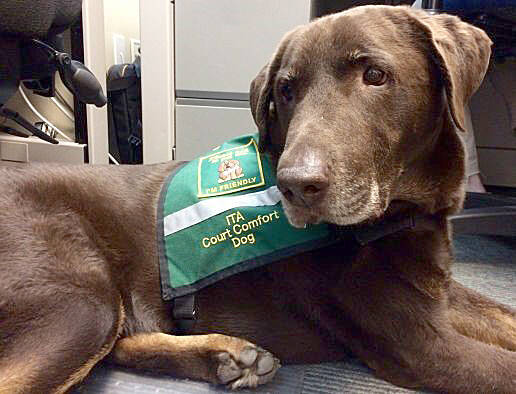 King County’s ITA courthouse comfort dog, Murphy. Courtesy photo