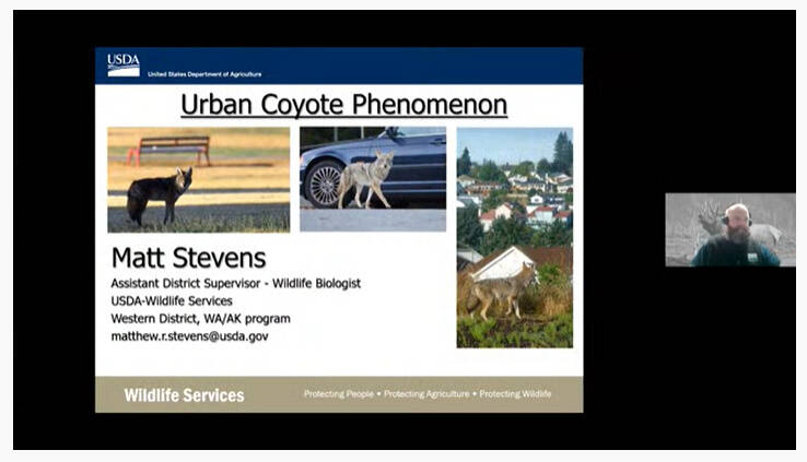 Matt Stevens discusses coyote activity and behavior on Mercer Island at a Nov. 15 virtual public meeting. Zoom screen shot
