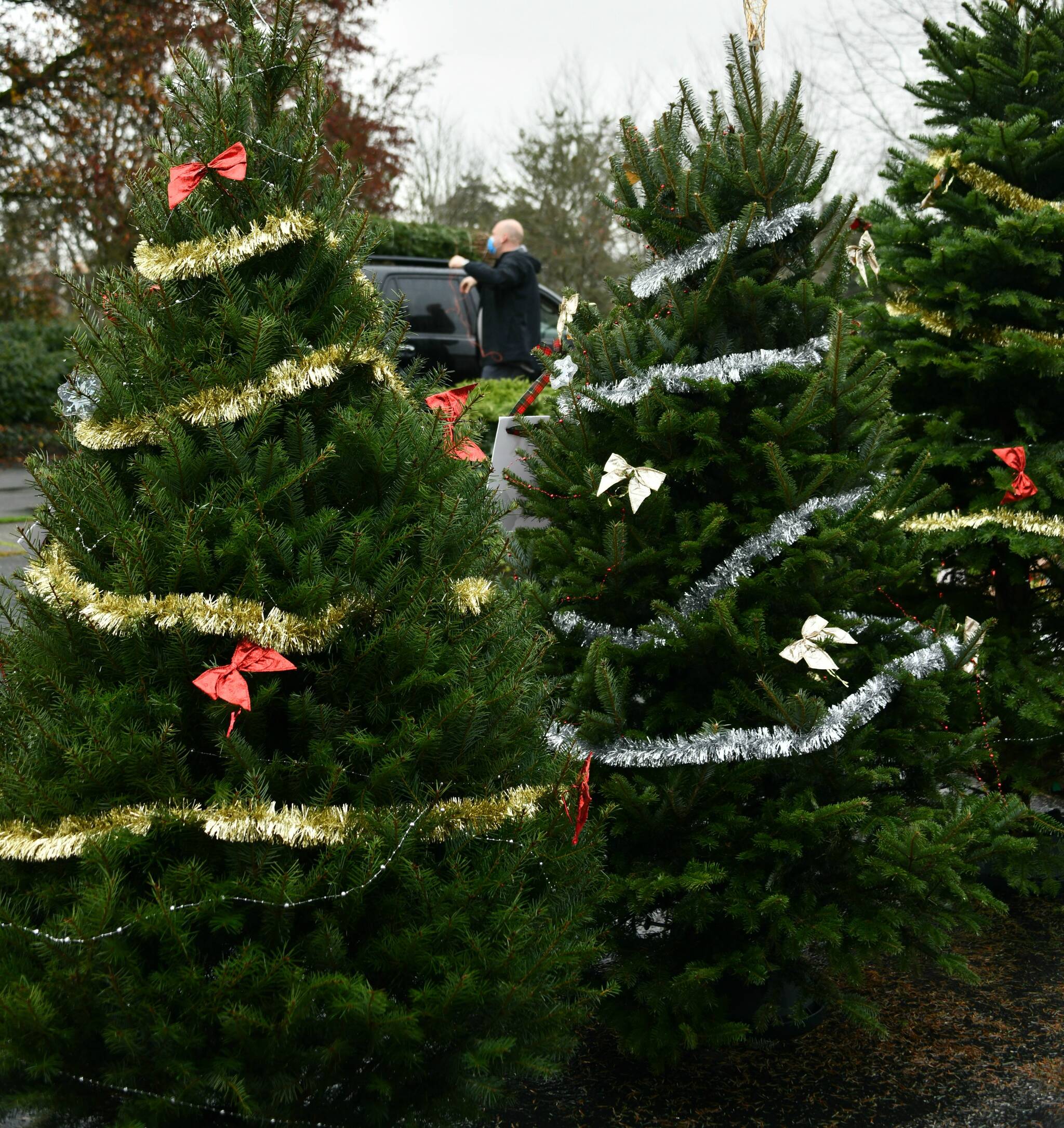 The Mercer Island Youth and Family Services (YFS) Foundation is operating its tree lot, selling a variety of fresh-cut trees at the old Tully’s parking lot at 7810 SE 27th St. Days of operation are through Dec. 12 on Thursdays (3-7 p.m.), Fridays (3-7 p.m.), Saturdays (10 a.m. to 5 p.m.) and Sundays (10 a.m. to 5 p.m.). One-hundred percent of the profits support YFS programs. People can choose from a variety of locally grown Christmas trees, including Noble, Fraser, Douglas, or Nordmann. This year’s lot also includes mixed green wreaths and garland. For more information, visit <a href="https://miyfs.org/treelot/" target="_blank">https://miyfs.org/treelot/</a>. Reporter file photo