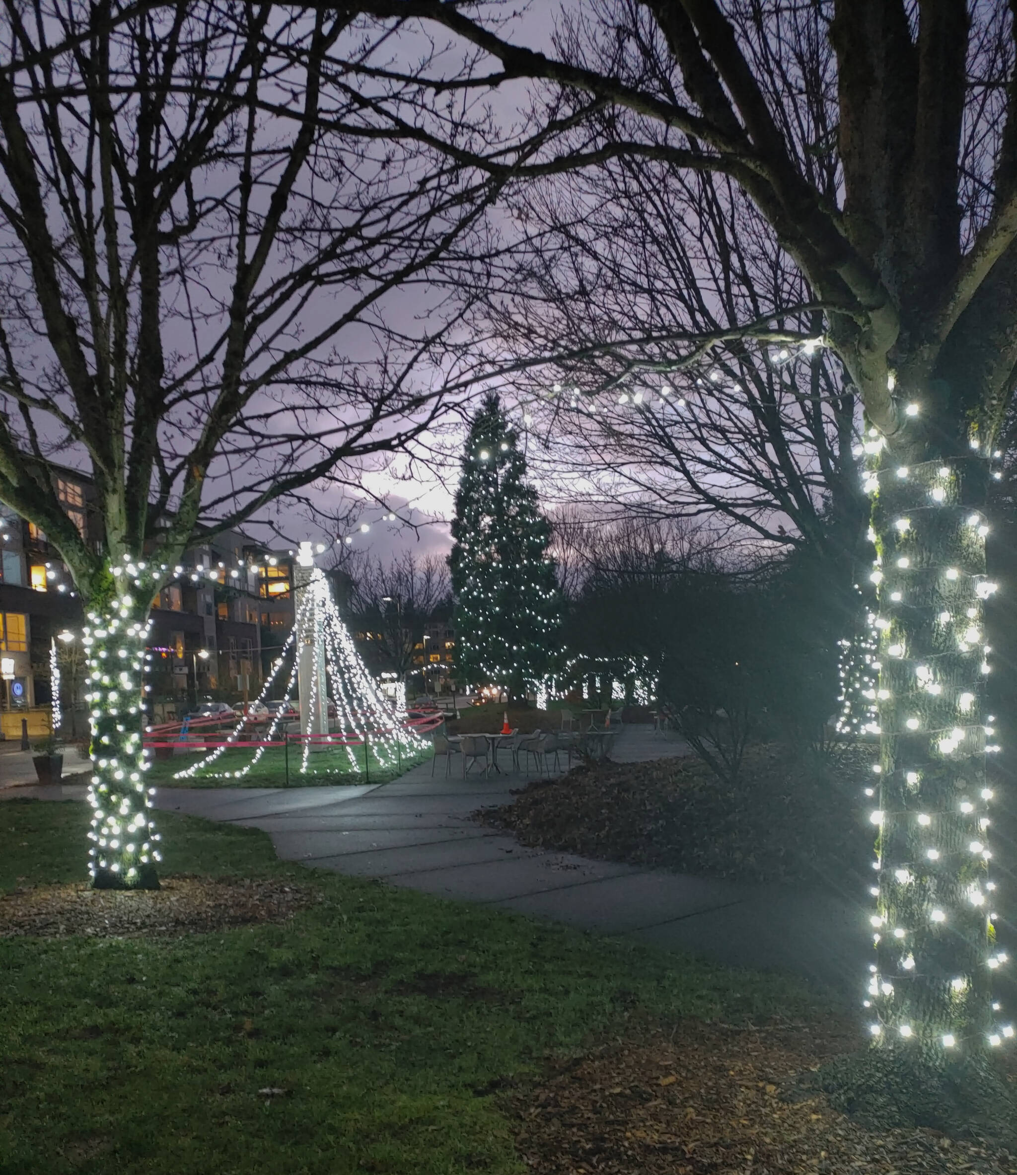 The Outdoor Sculpture Gallery features festive lights as part of Illuminate MI 2021. Lights can also be found along 78th Avenue Southeast, in Mercerdale Park and at the Mercer Island Thrift Shop. Andy Nystrom/ staff photo