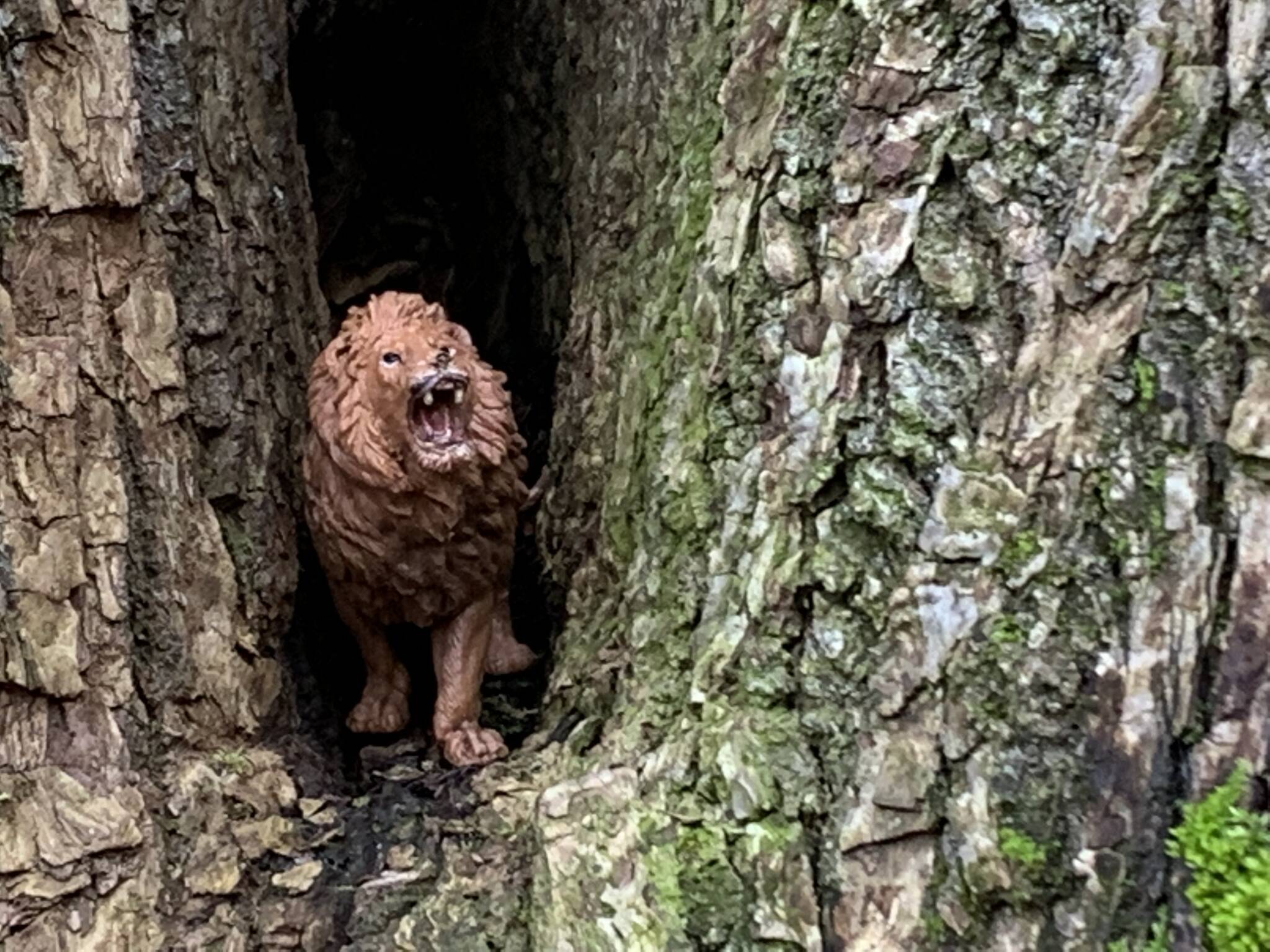 Greg Asimakoupoulos writes: “Seeing the tiny toy lion in an opening in that tree trunk reminded me that death does not have the final word in life.”