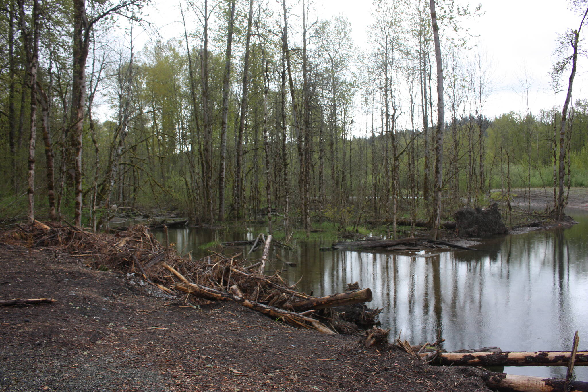 The site of where the Lones Levee was cleared on Green River. Downed trees were placed on the banks as the river spreads into multiple channels. (Cameron Sheppard/Sound Publishing)
