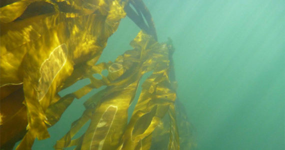 Puget Sound Restoration Fund photo