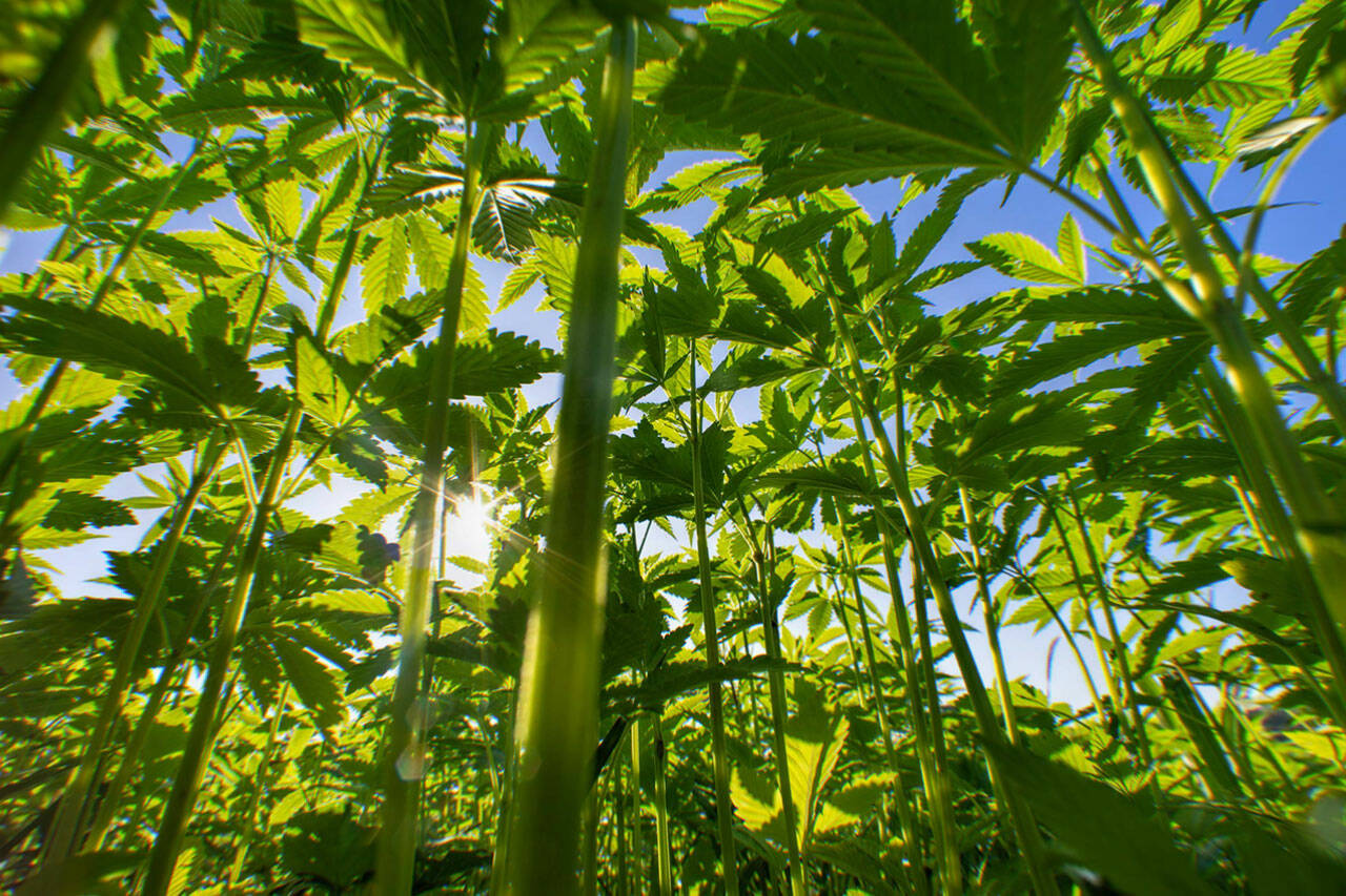 What Is Industrial Hemp-Derived CBD? The Facts You Should Know