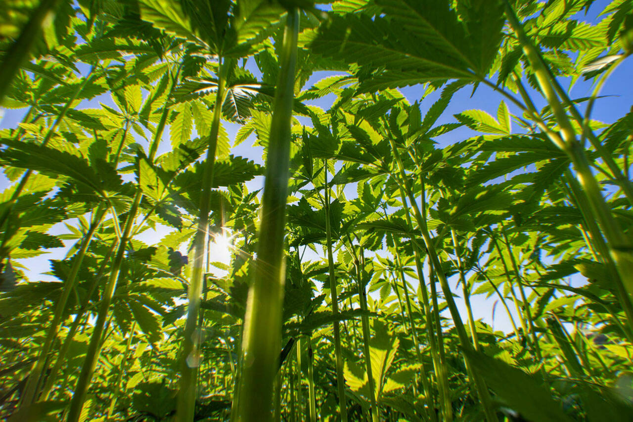 What Is Industrial Hemp-Derived CBD? The Facts You Should Know What Is Industrial Hemp-Derived CBD? The Facts You Should Know