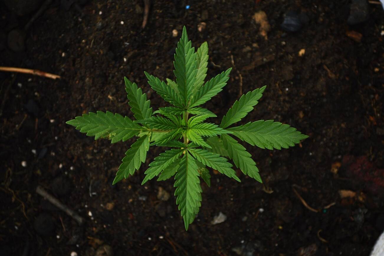 Best Delta 10 Gummies & Weed Edibles From Top 5 THC Marijuana Dispensary In 2022