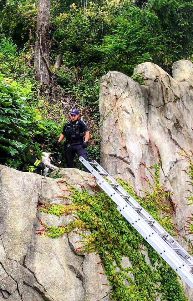 Members of the Mercer Island police and fire departments rescued a dog who was stranded high in a ravine on a recent day and reunited the pup with his family. Courtesy of the Mercer Island Police Department